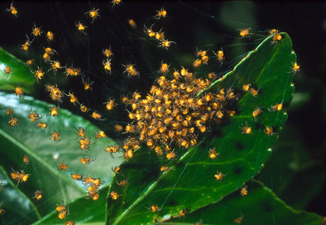 Cluster of spiderlings in warning colours on a web