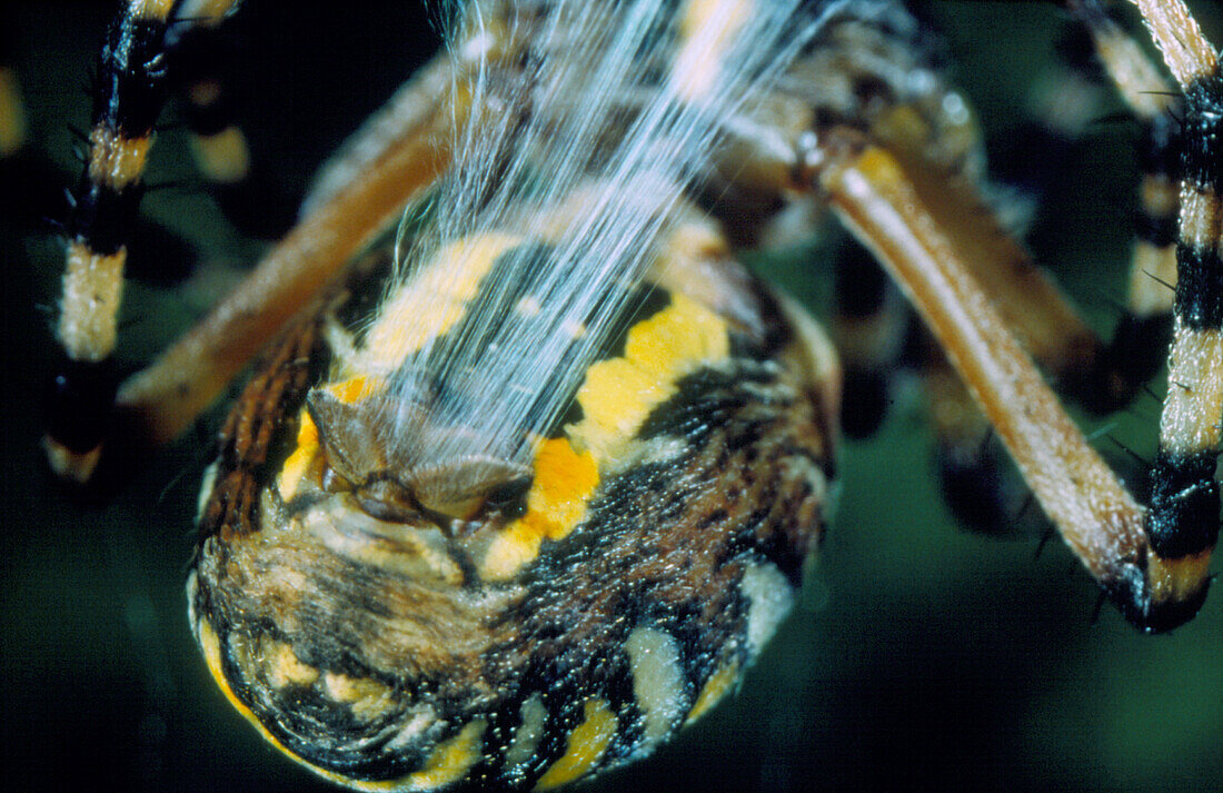 Orb-weaving spider,Argiope sp.,spinning silk