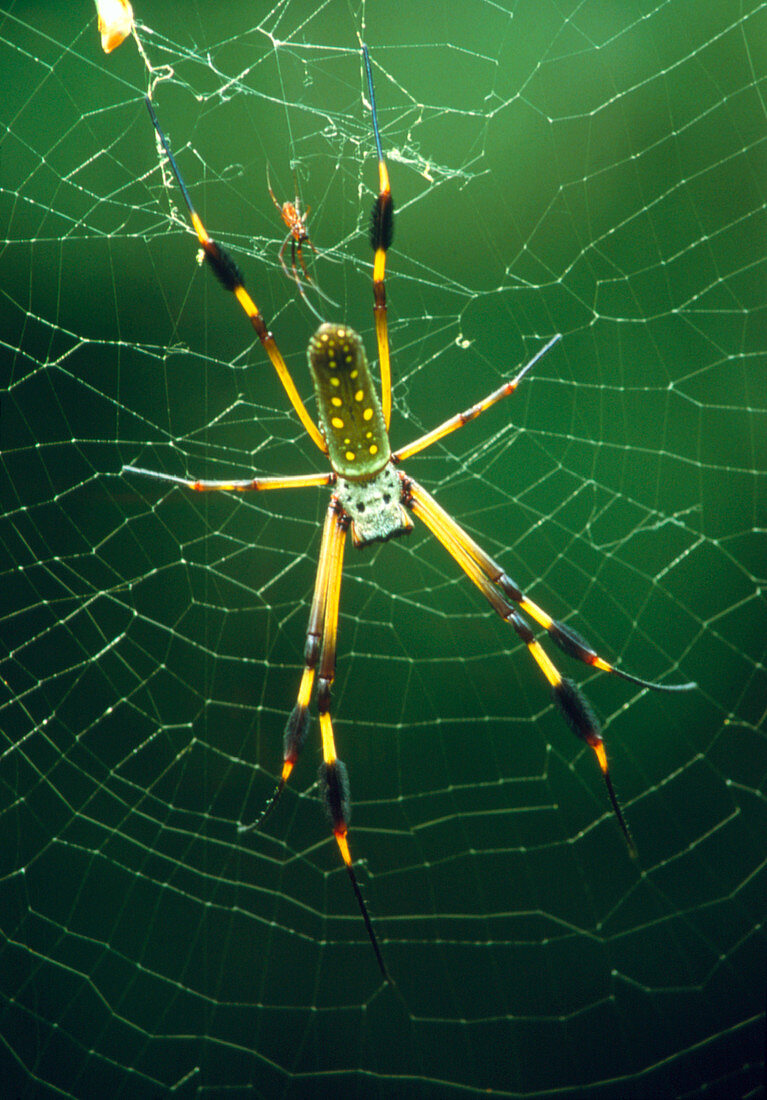 Male and female golden orb spiders on web