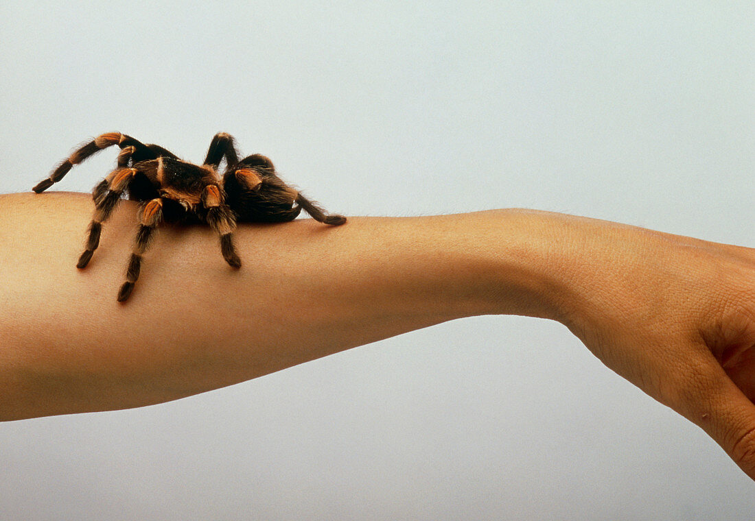 Tarantula crawling on woman's arm