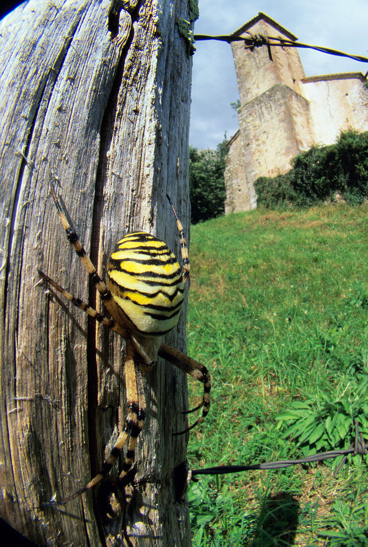 Orb weaver spider