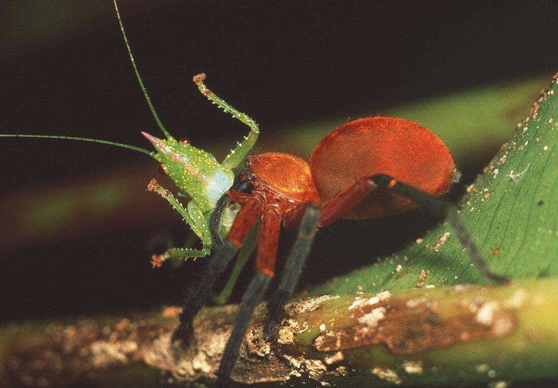 Spider eating katydid