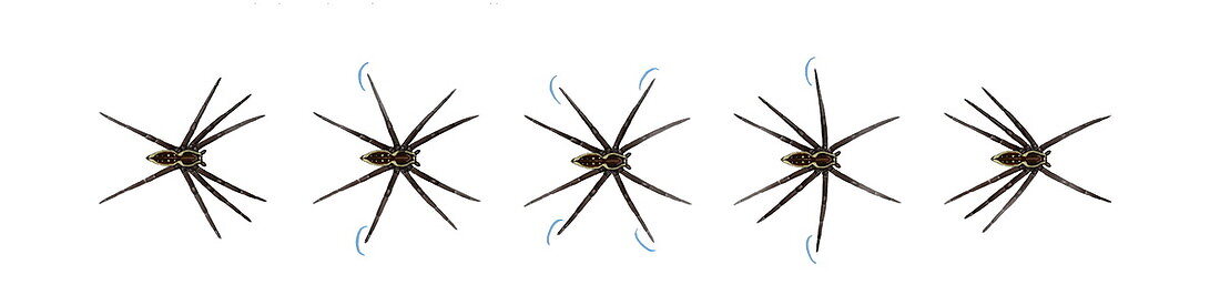 Fishing spider rowing