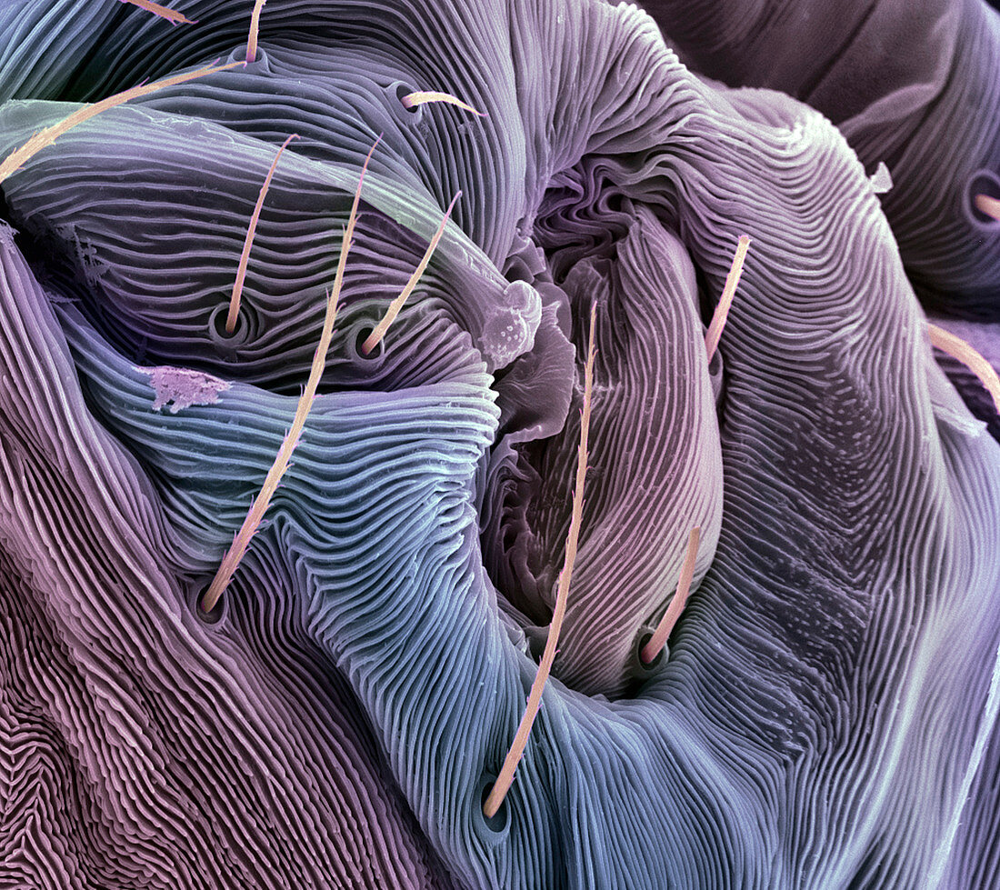 Spider mite's skin surface,SEM