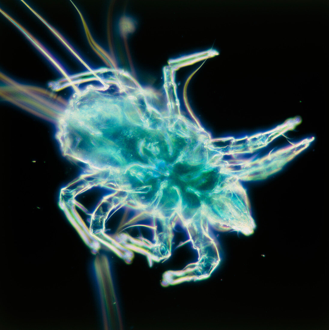 Dust mite,light micrograph