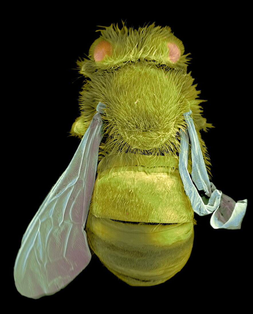 Infected bee,SEM