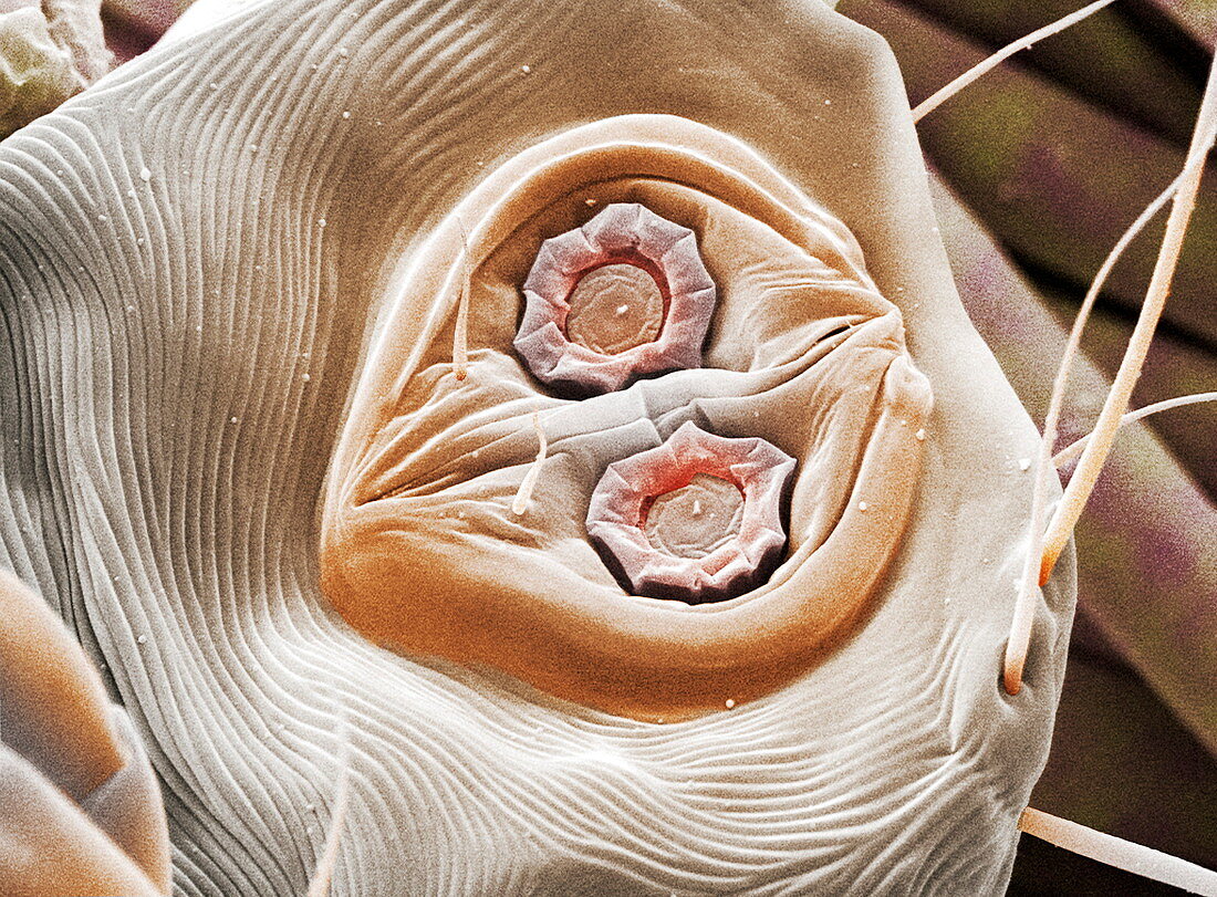 Dust mite suckers,coloured SEM