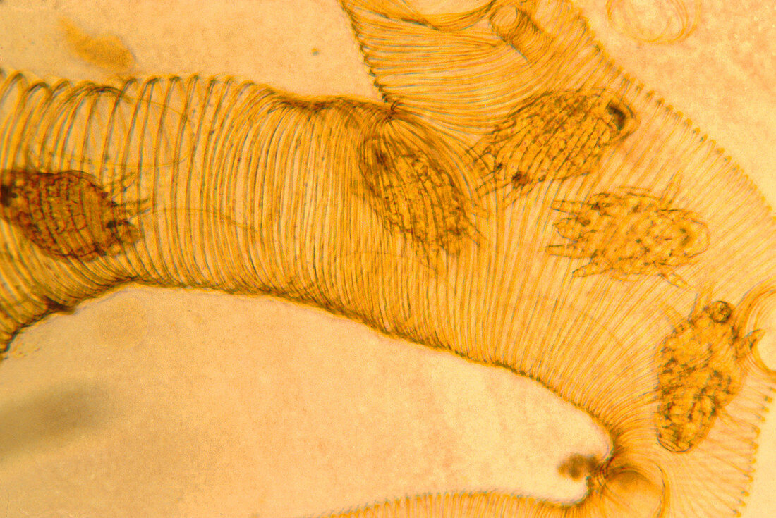 Mites in honey bee trachea