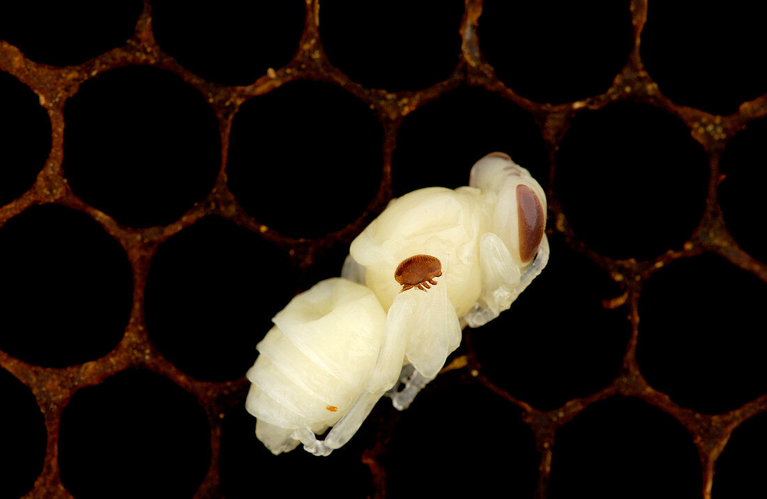 Parasitised honeybee pupa