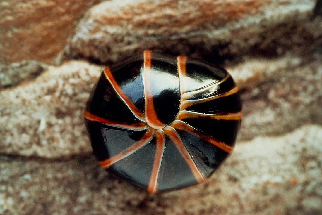 A millipede photographed curled up
