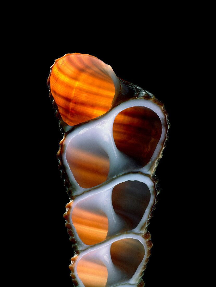Turret snail shell
