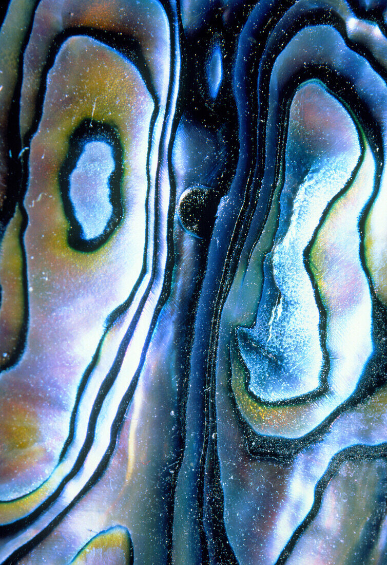 Interior of shell of abalone