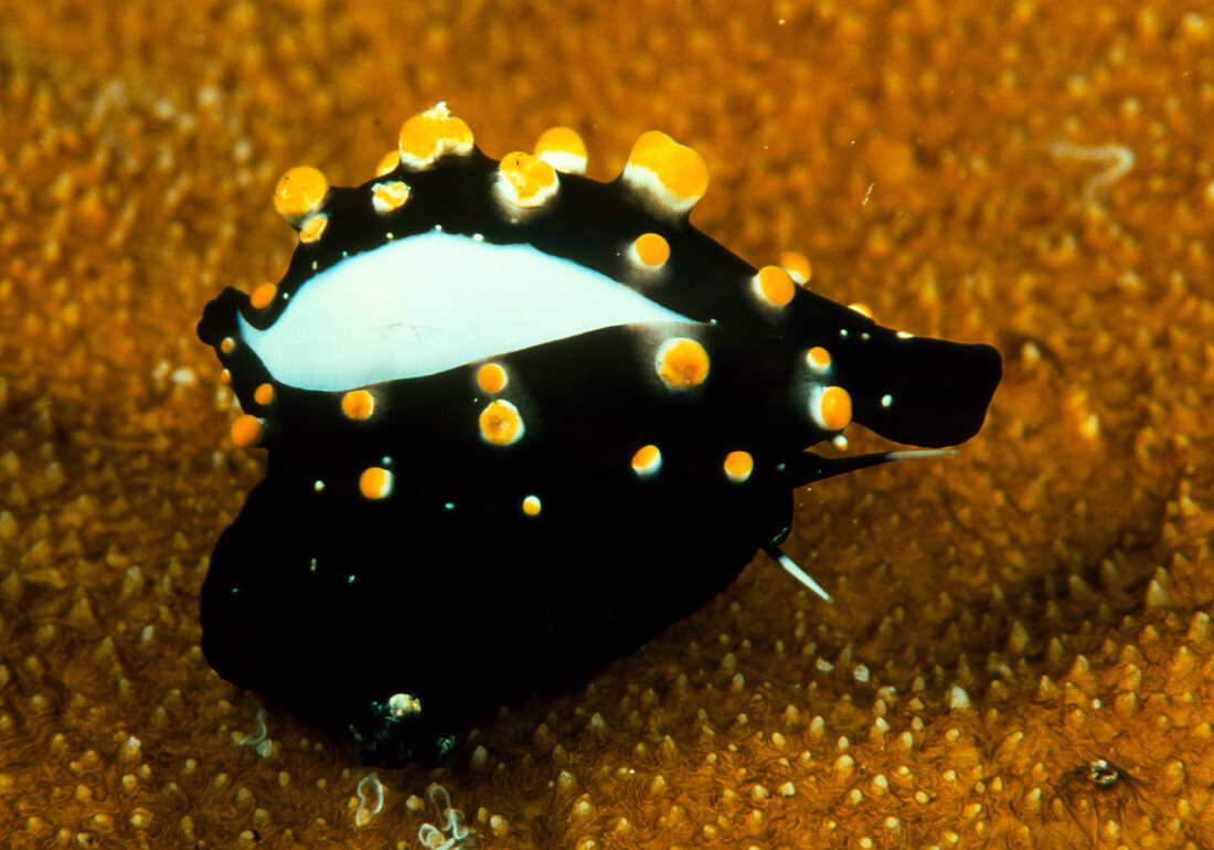 Allied cowrie