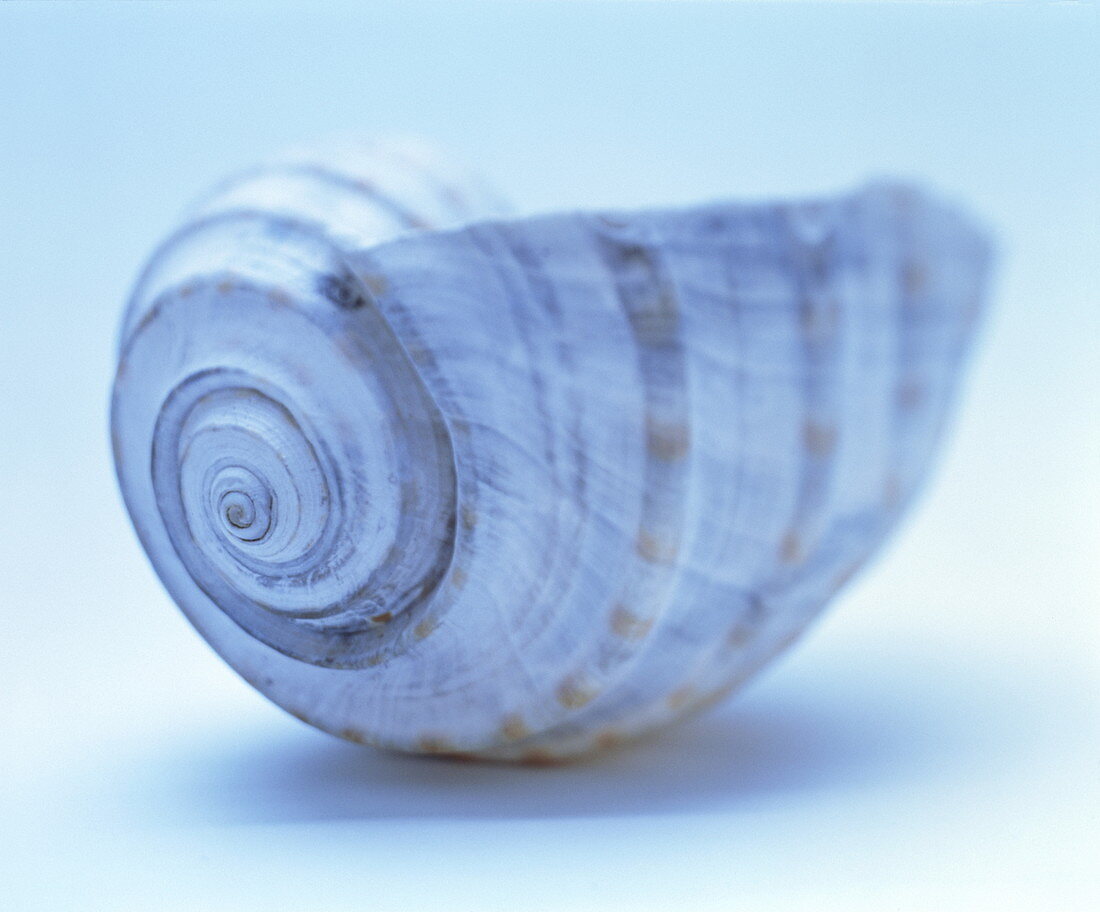 Seashell