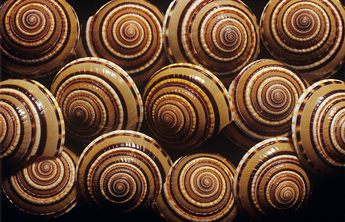 Sundial snail shells