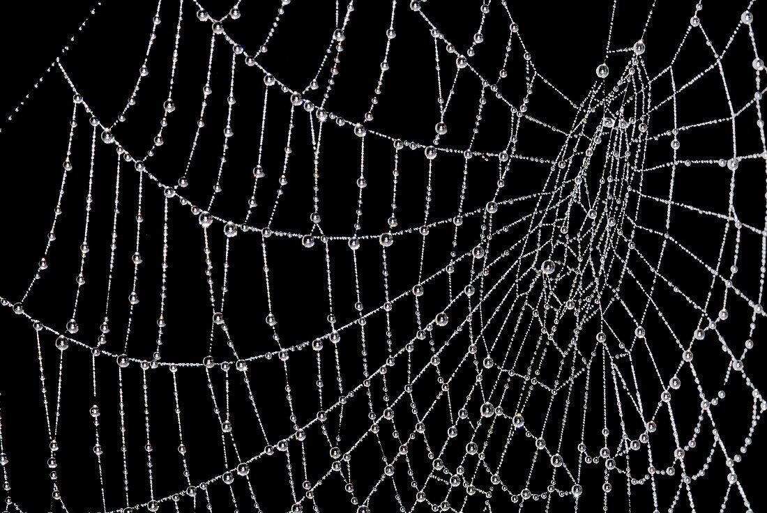 Dew laden spider web