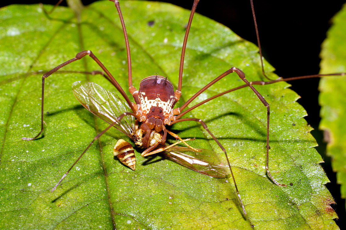 Harvestman feeding on a wasp