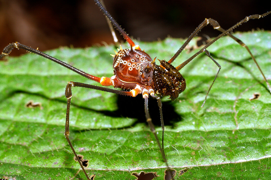 Harvestman