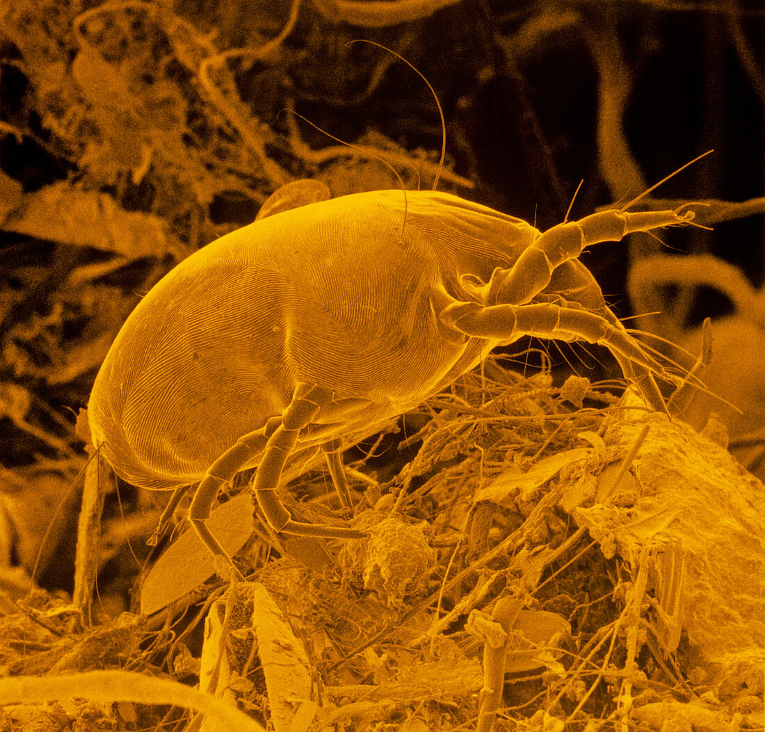 False colour SEM of a dust mite,Dermatophagoides