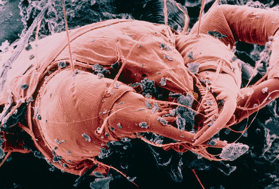 False-colour SEM of a dust mite,Dermatophagoides