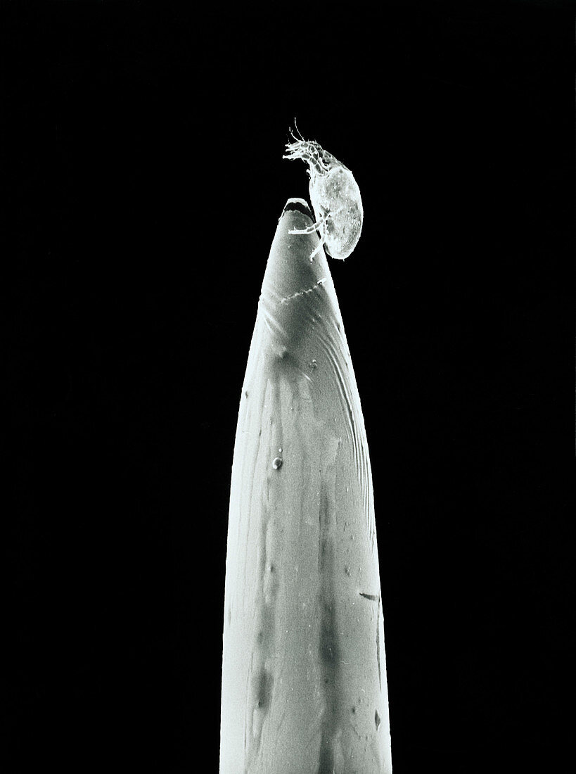 SEM of a dust mite on the point of a sewing needle