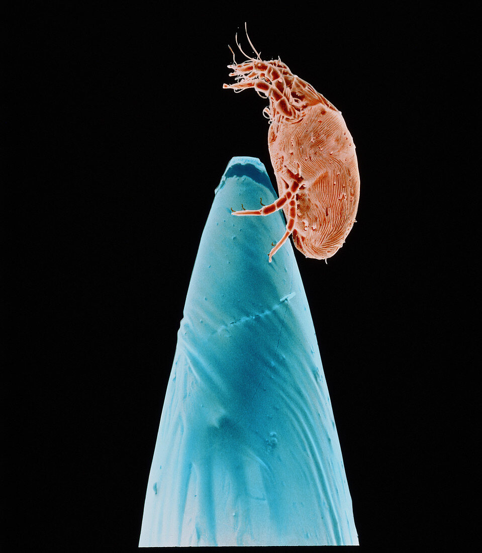 Coloured SEM of dust mite on the point of a needle