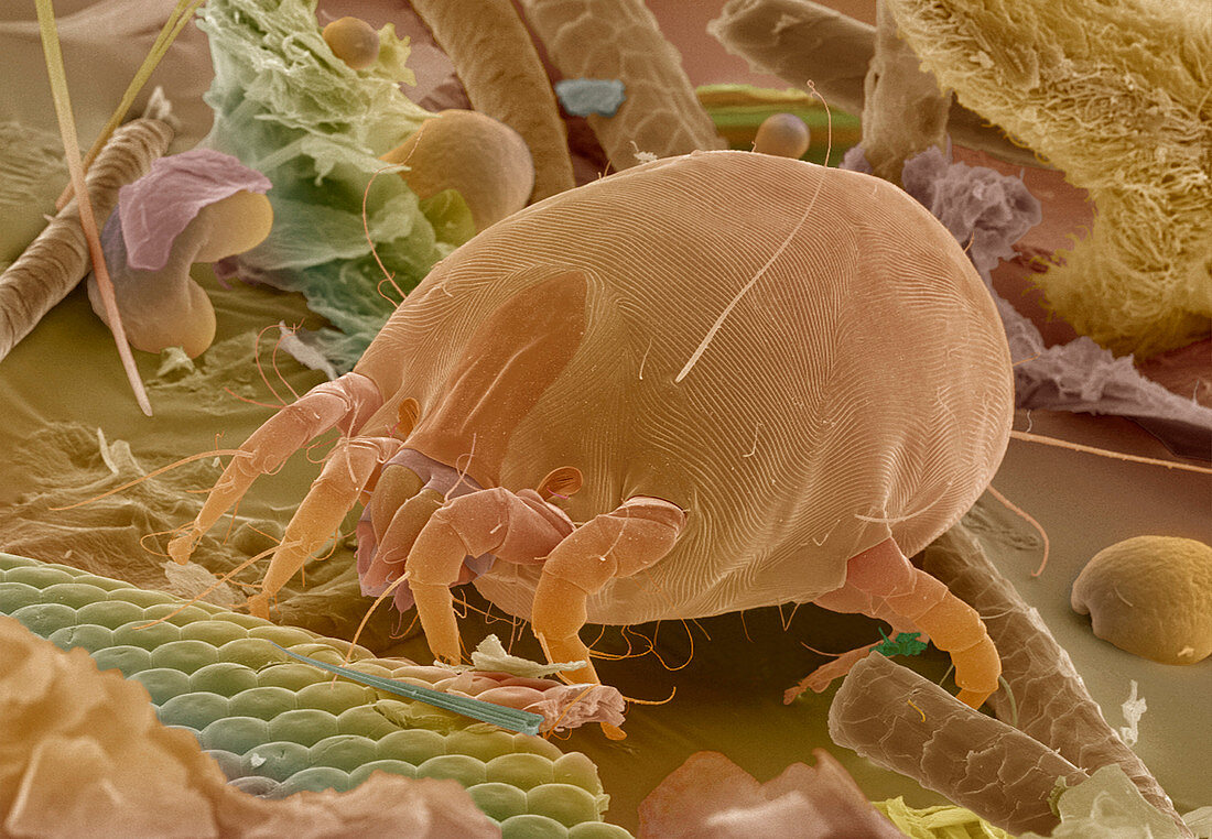 Dust mite