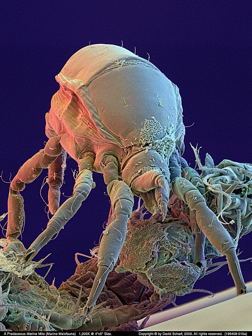 Marine mite,SEM