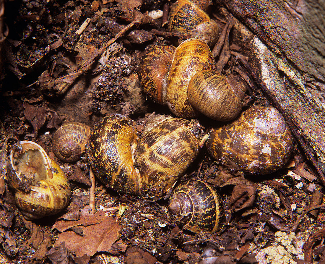 Garden snails hibernating