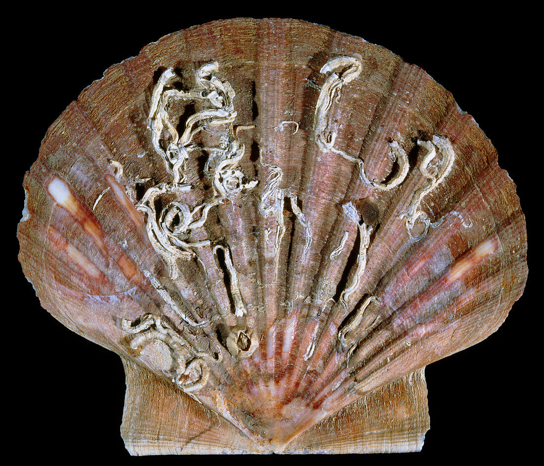 View of a scallop shell covered in worm casts