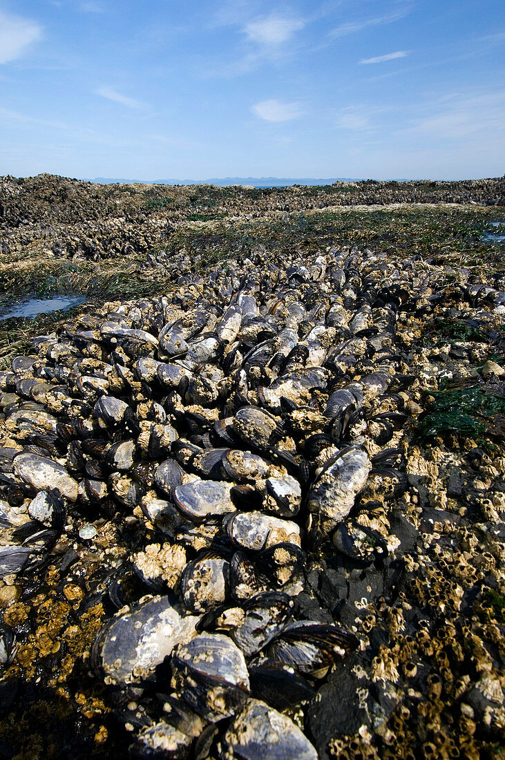 Mussels (Mytilus californianus)