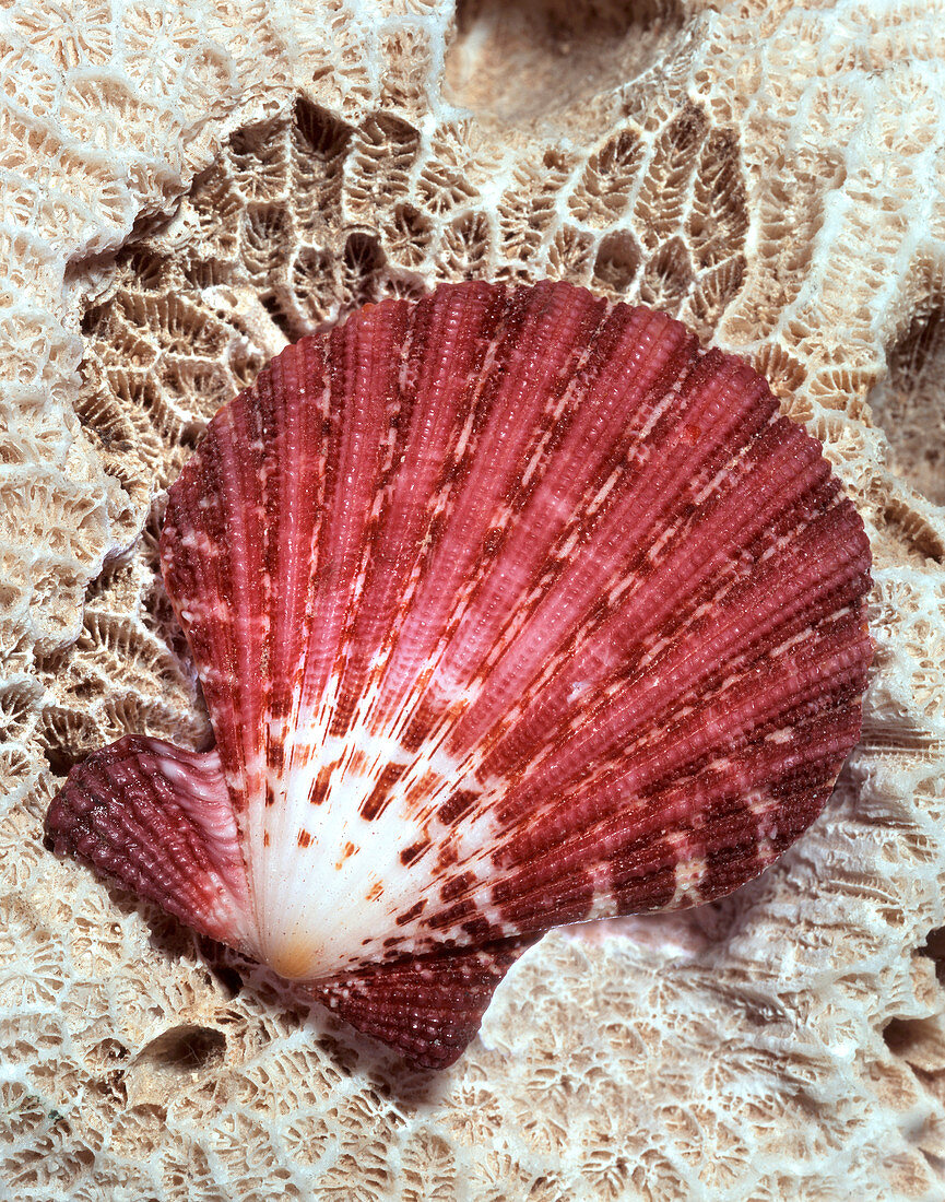 Pecten scallop shell