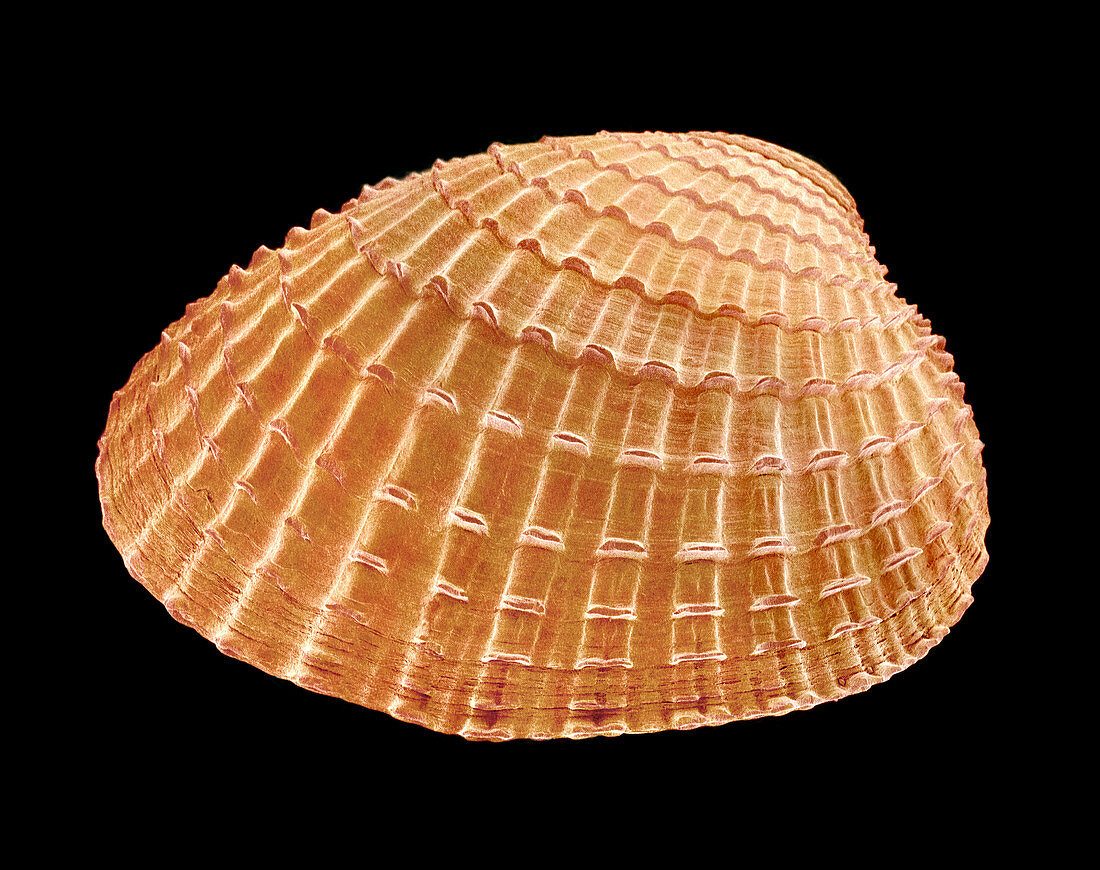Cockle shell,SEM