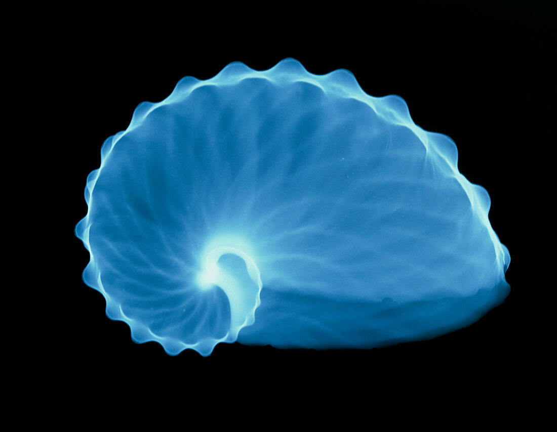 X-ray of a paper nautilus shell,Argonauta hians