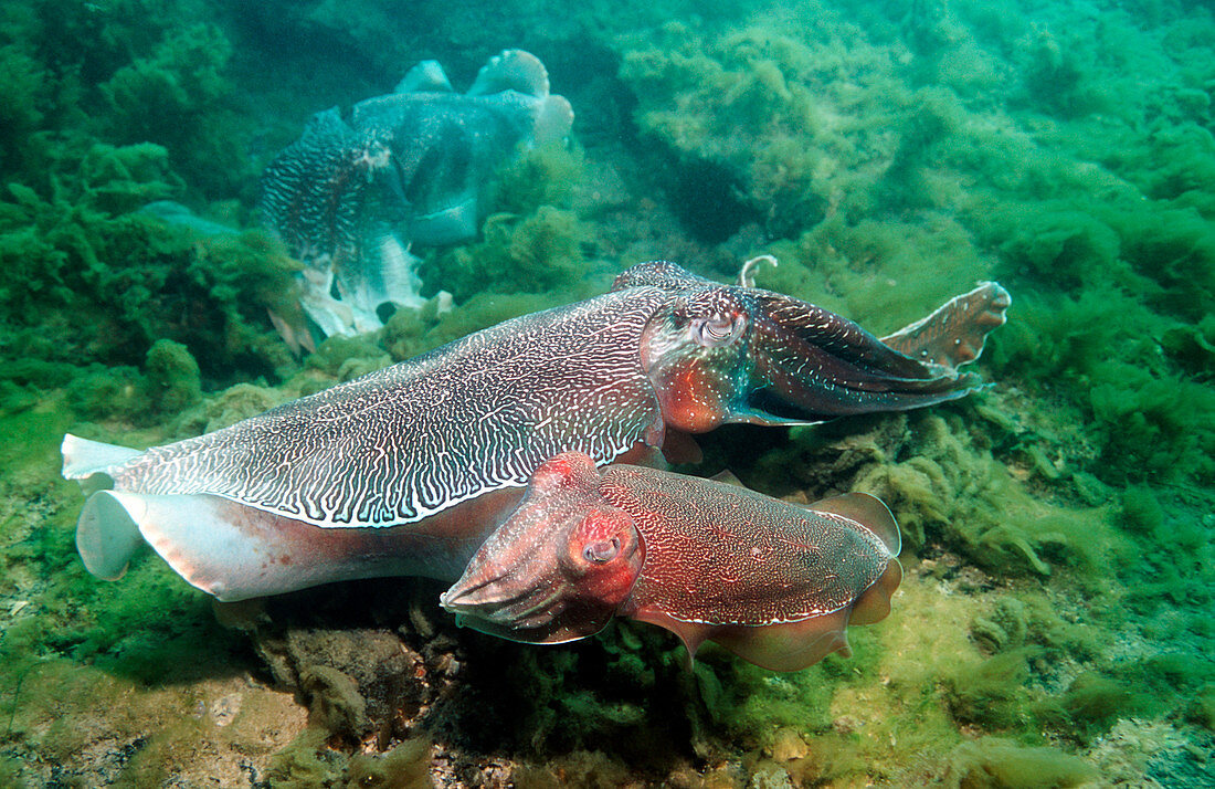 Giant cuttlefish couple
