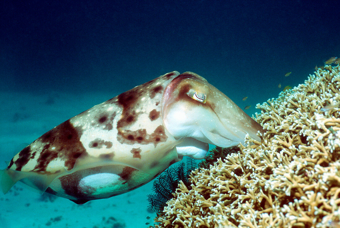 Broadclub cuttlefish laying eggs