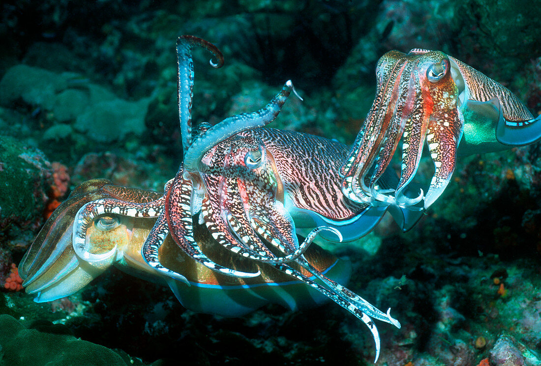 Mating pharaoh cuttlefish