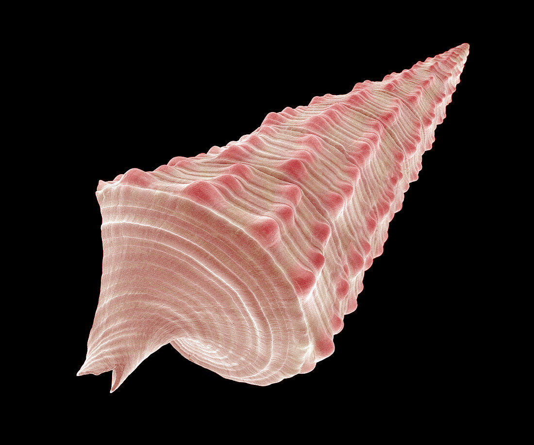 Prosobranchia mollusc shell,SEM