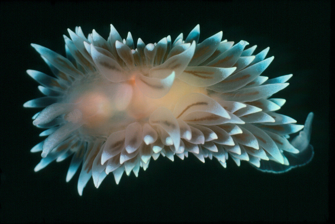 A nudibranch or naked sea slug,Antiopella sp