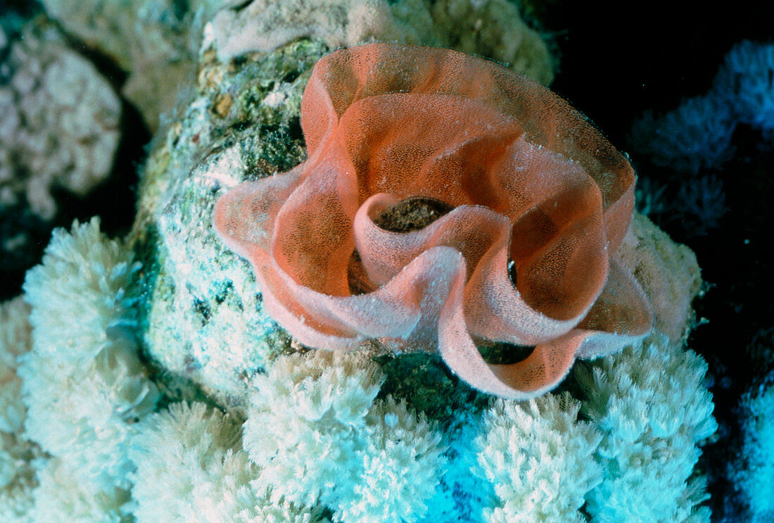 Egg ribbon of the Spanish dancer sea slug