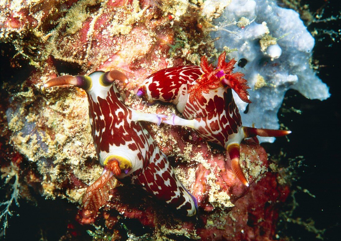 Sea slugs mating