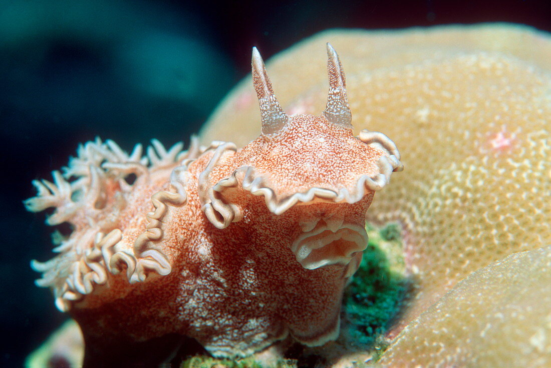 Glossodoris hikuerensis sea slug