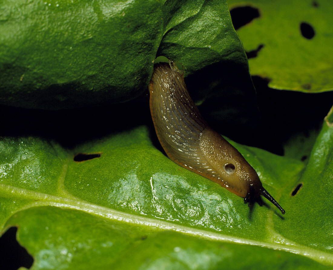 The common garden slug feeding on a green leaf