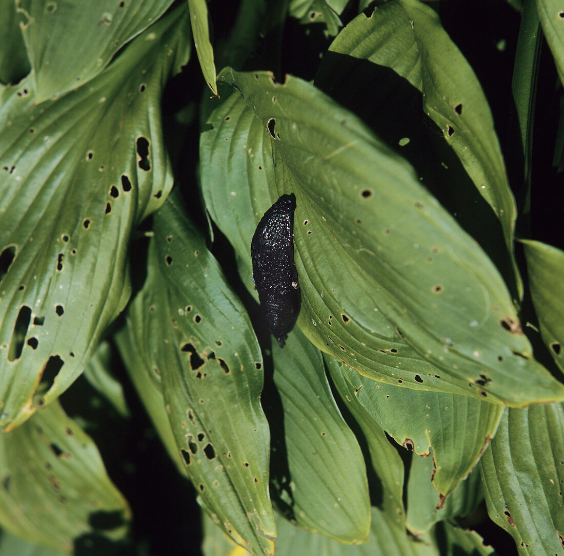 Slug on leaves