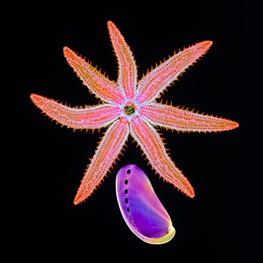 Starfish and abalone,X-ray