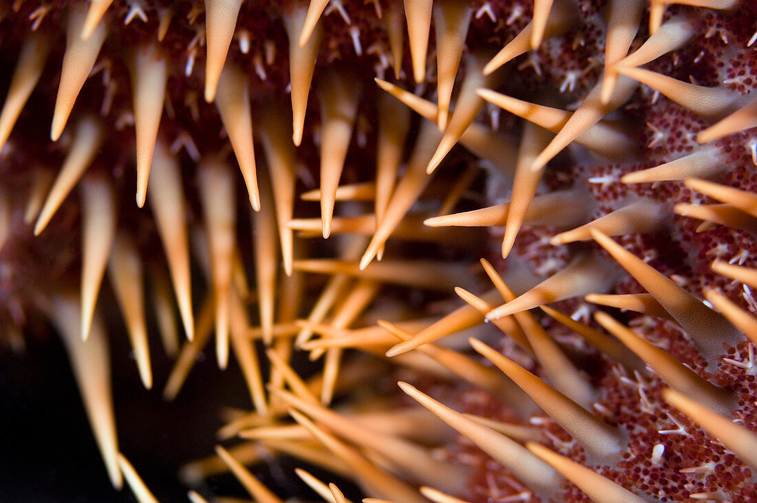 Poisonous spines of a crown of thorns