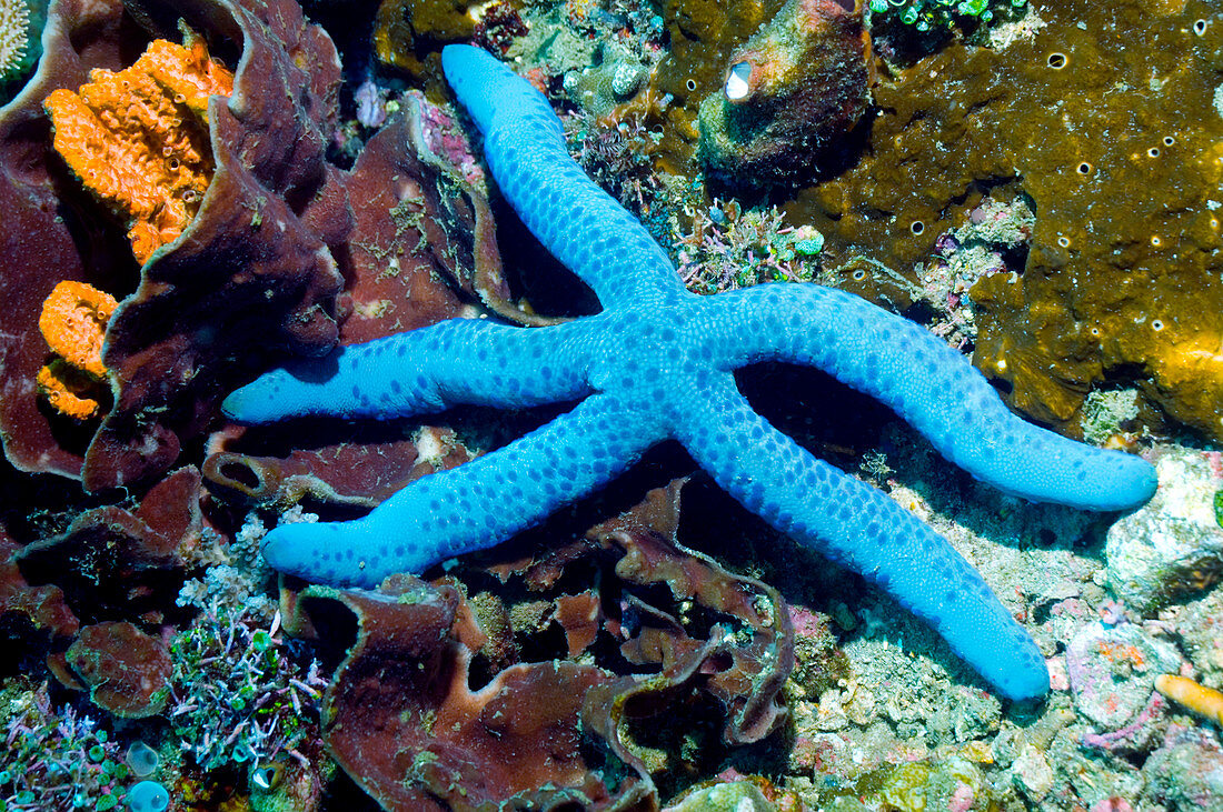 Blue Linckia starfish