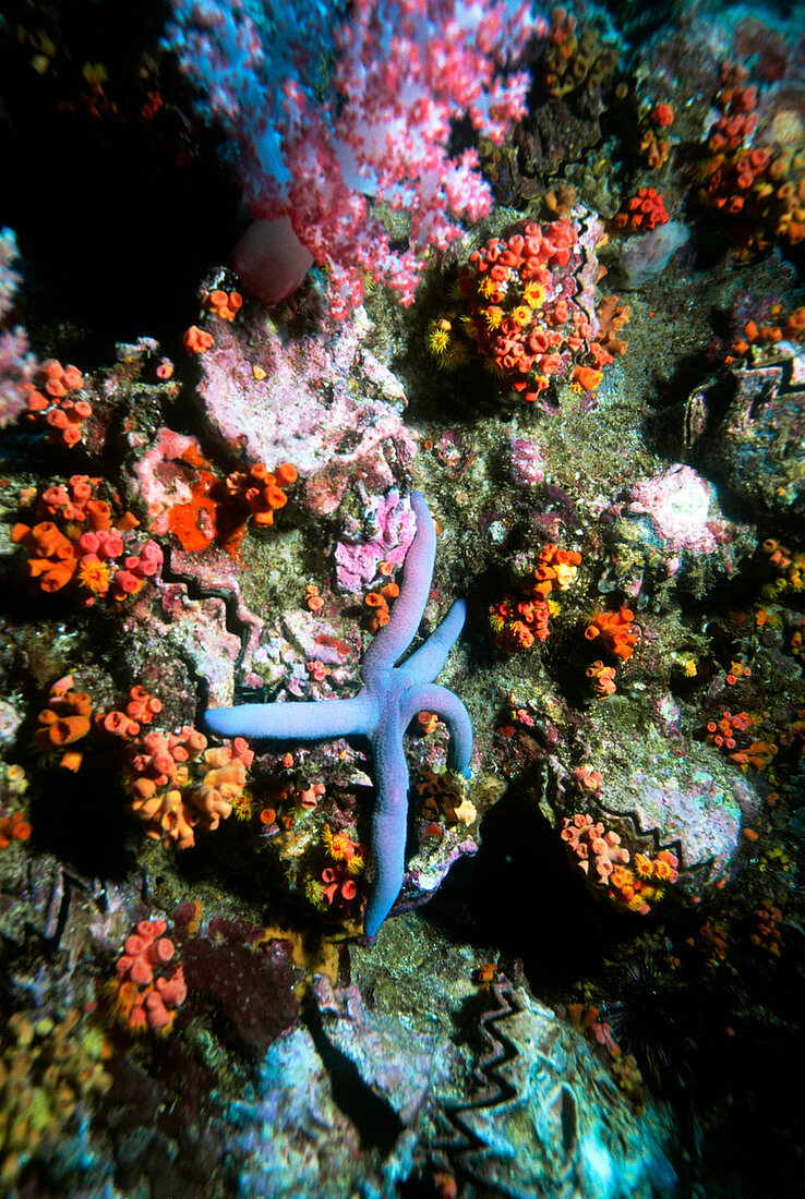 Linckia starfish
