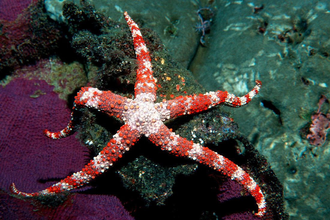 Friant's sea star