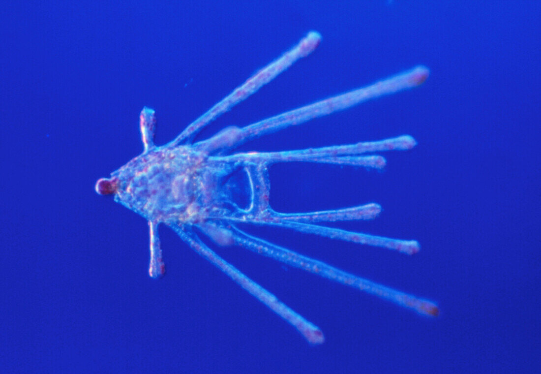 Light micrograph of sea urchin larva